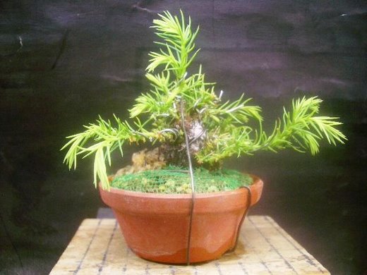 杉アーカイブ - 市川三郎の「プチ盆栽日記」
