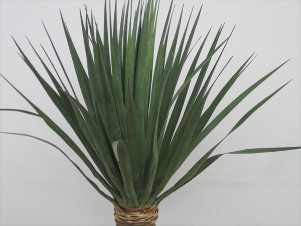 ドラセナドラコ | みずほ造園-公式サイト-OFFICIAL – ヤシ類・南陽植物