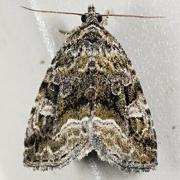 Moth Photographers Group – Protodeltote muscosula – 9047