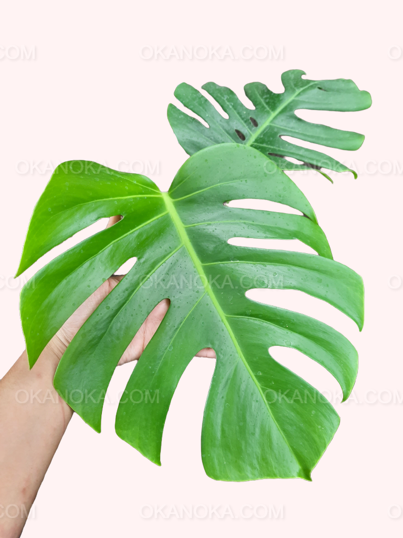 Monstera Borsigiana – Okanoka