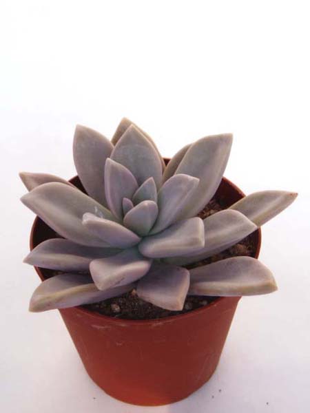 朧月（おぼろづき）