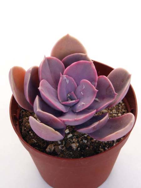 エケベリア属 一覧