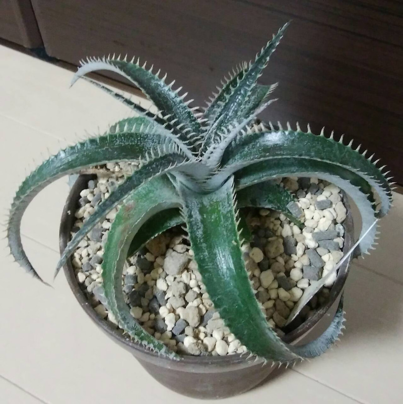ディッキア成長記録：ディッキア・ビルベイカー（Dyckia 'Bill Baker