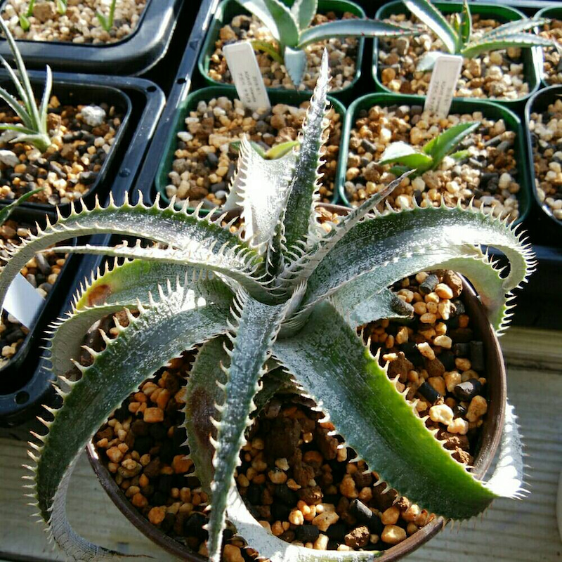 ディッキア成長記録：ディッキア・ビルベイカー（Dyckia 'Bill Baker