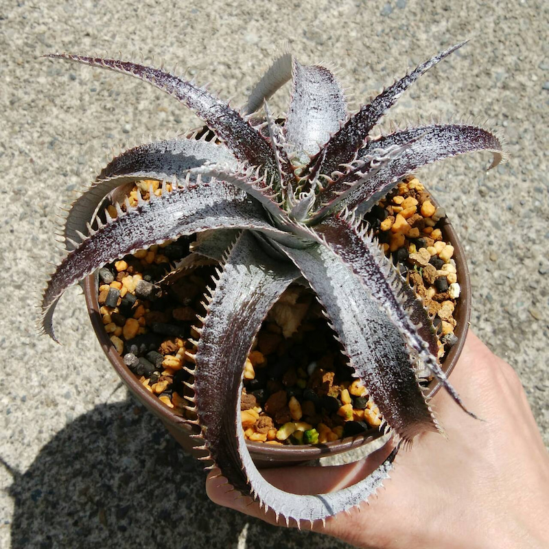 ディッキア成長記録：ディッキア・ビルベイカー（Dyckia 'Bill Baker