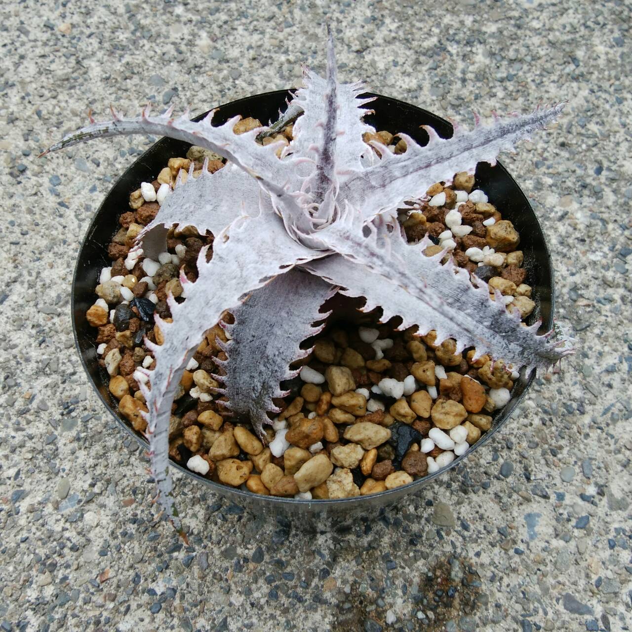 ディッキア成長記録：Dyckia 'Dragon Bone' x marnier-lapostollei