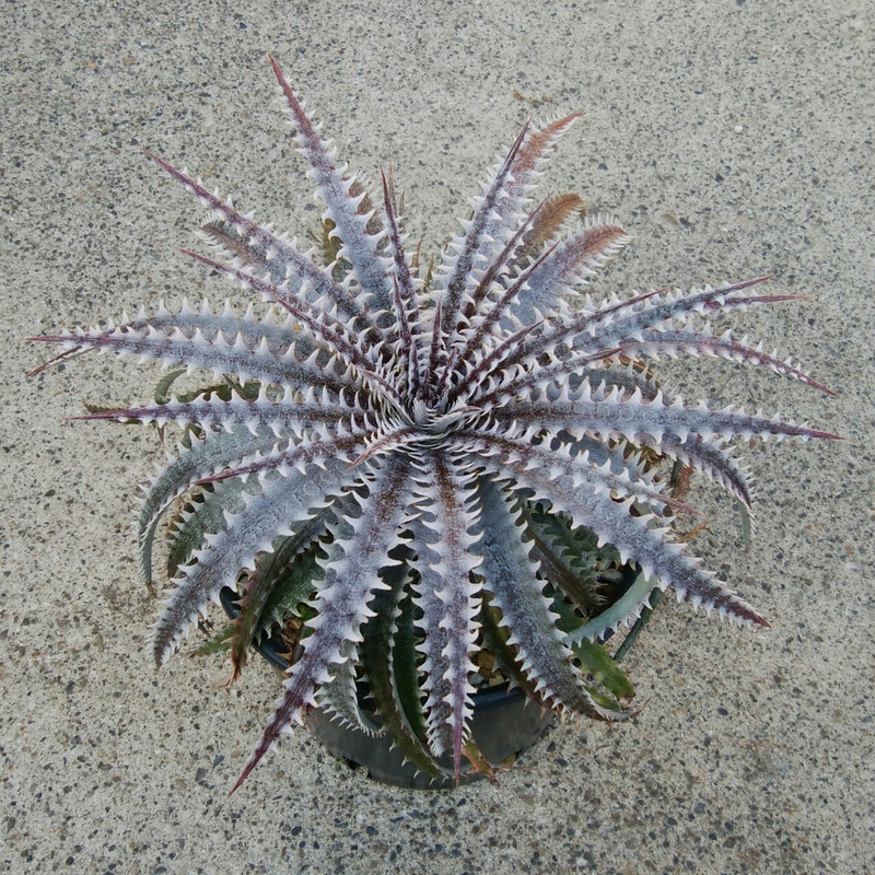 DBディッキア Dyckia Arizona x BS small #118 ⑵ DBディッキア Dyckia
