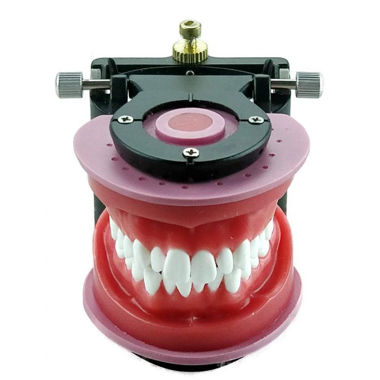 ワックス製矯正用実習模型・タイポドントキット | Alexa Dental Studio