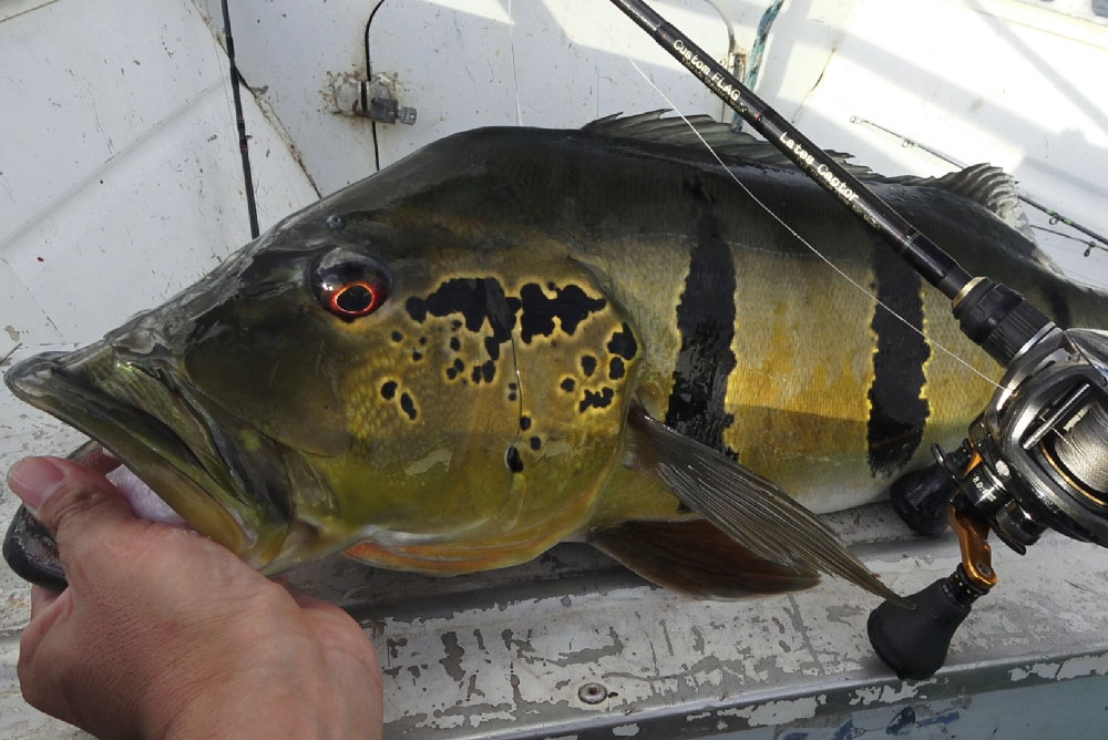 InterShoot Lates Captor(ラテスキャプター) Eldoradoモデル P47 B67MH