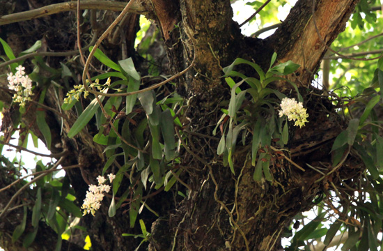 ミャンマーの野生ラン Wild orchids in myanmar