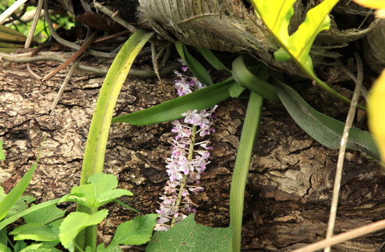 ミャンマーの野生ラン Wild orchids in myanmar