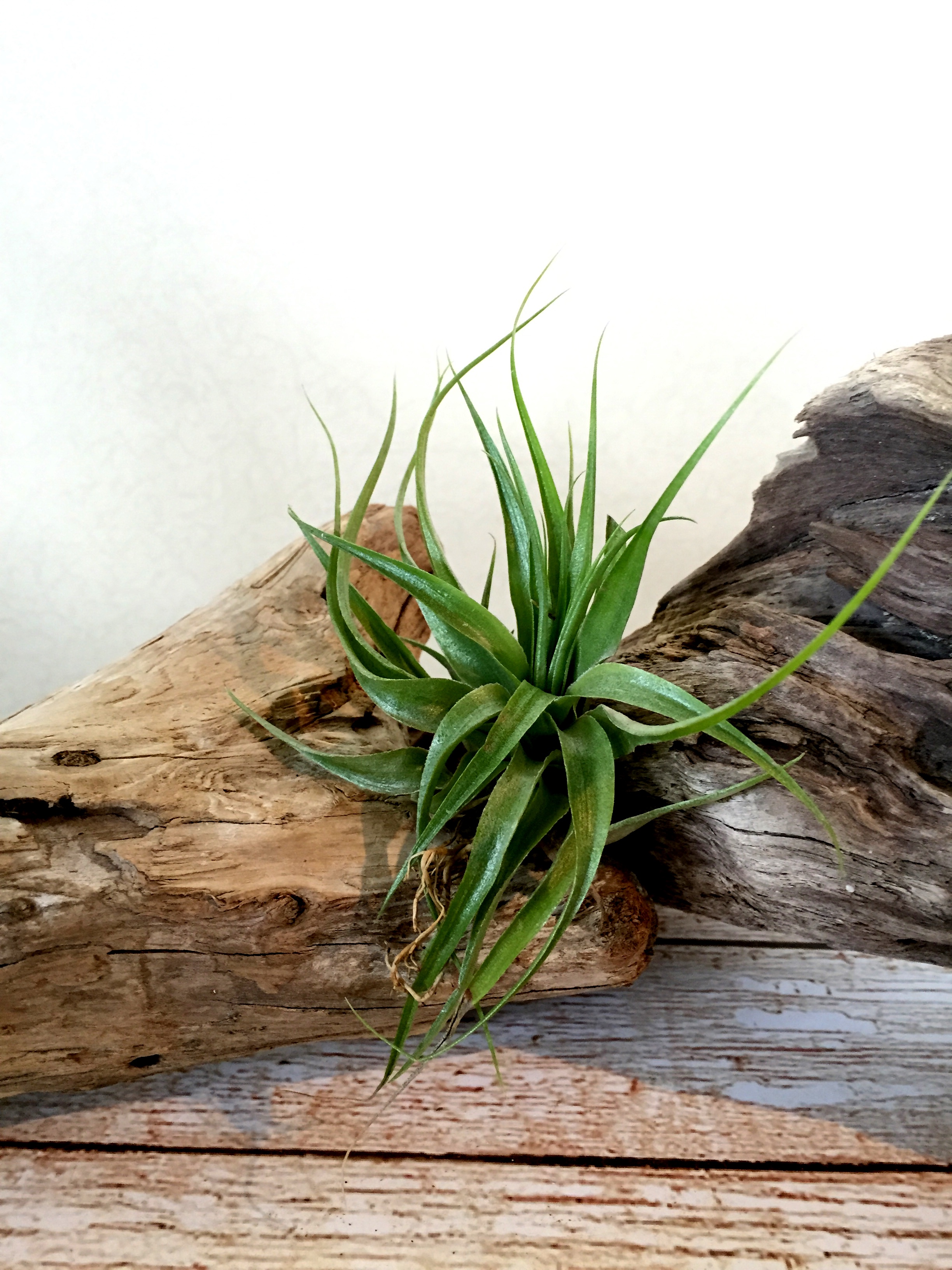 チランジア・ゲミニフローラ Tillandsia geminiflora 育て方 図鑑