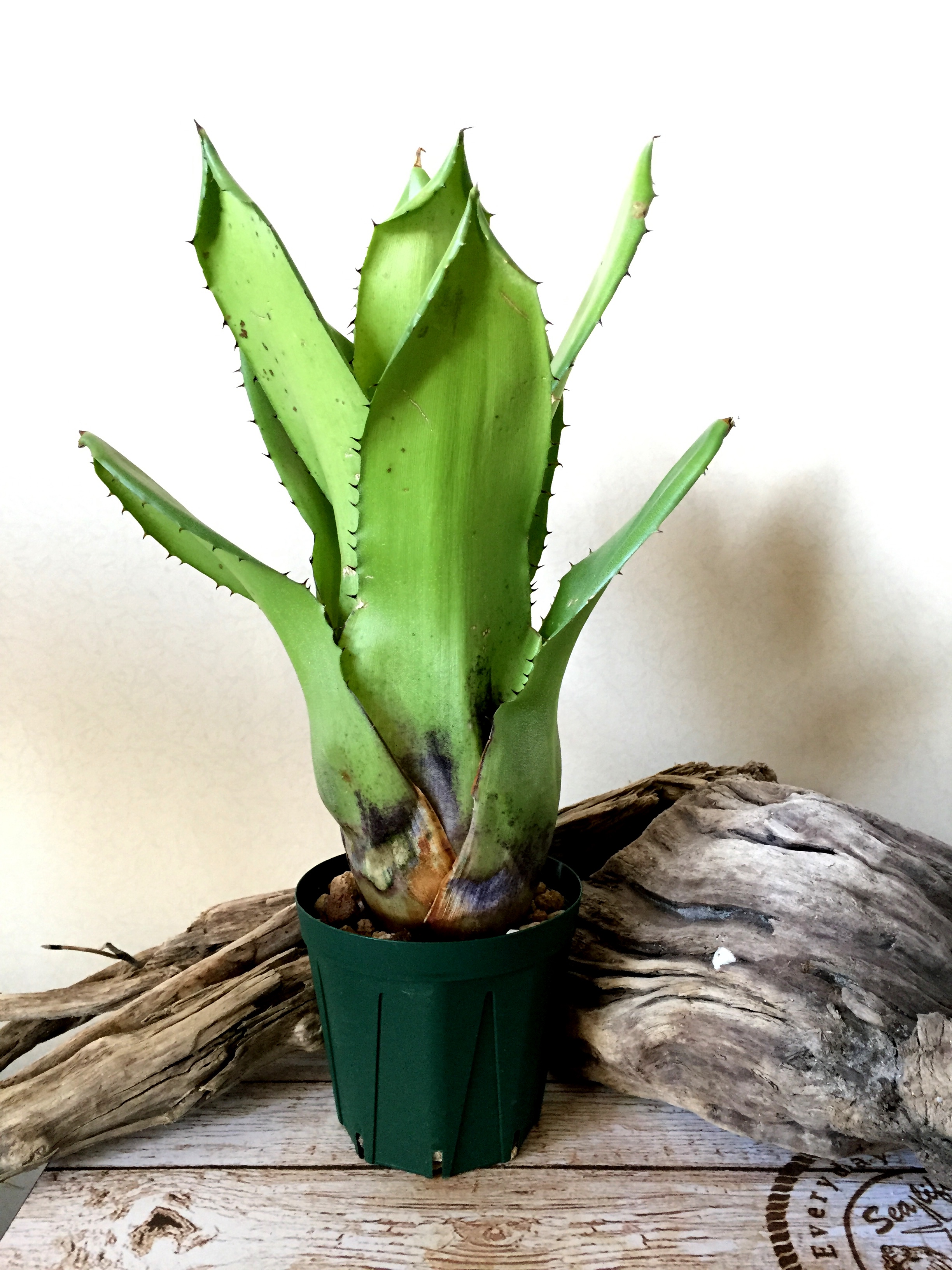 ホヘンベルギア・レオポルドホルスティー Hohenbergia leopoldo