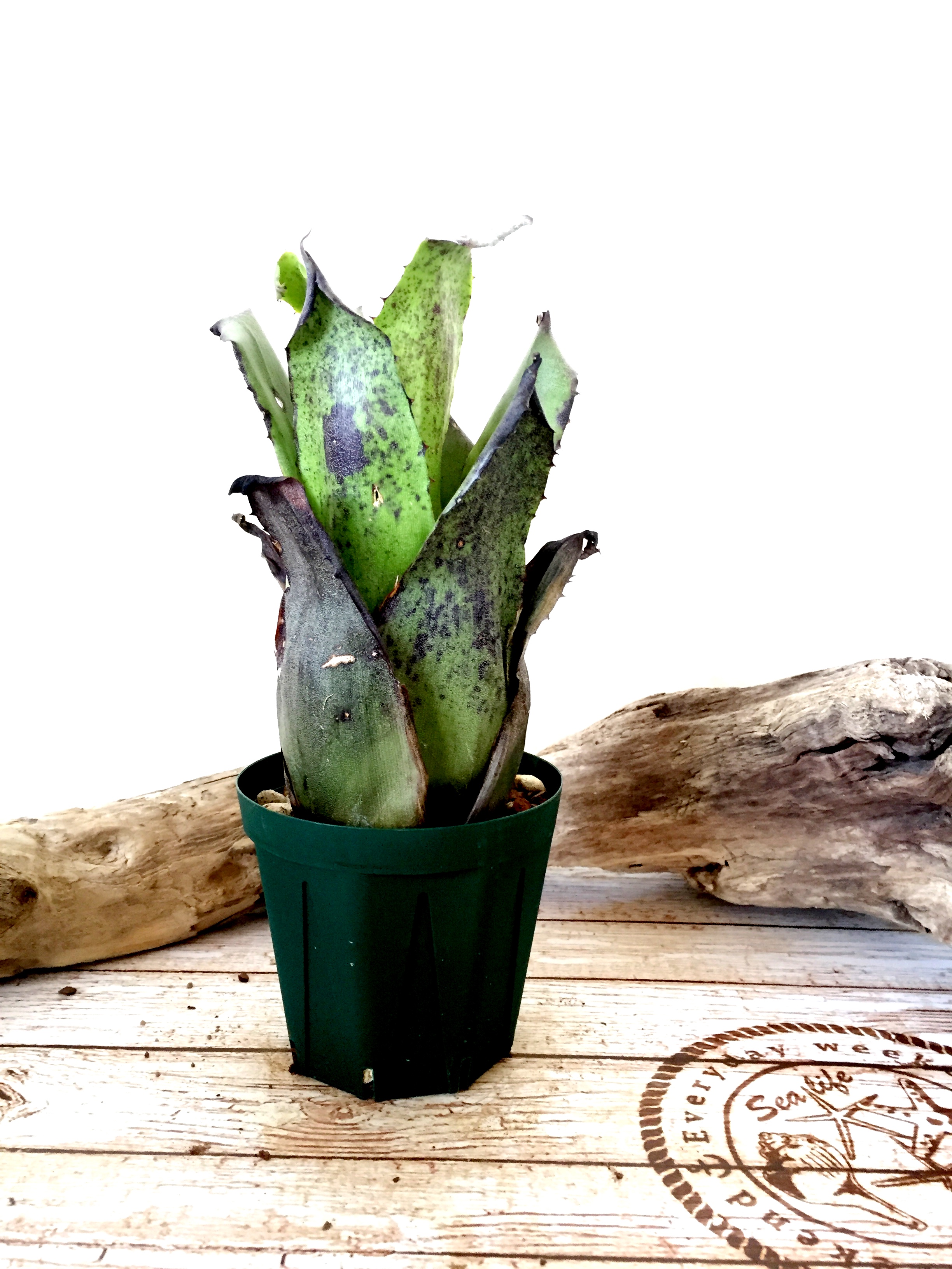 ホヘンベルギア・レオポルドホルスティー（ハワイクローン