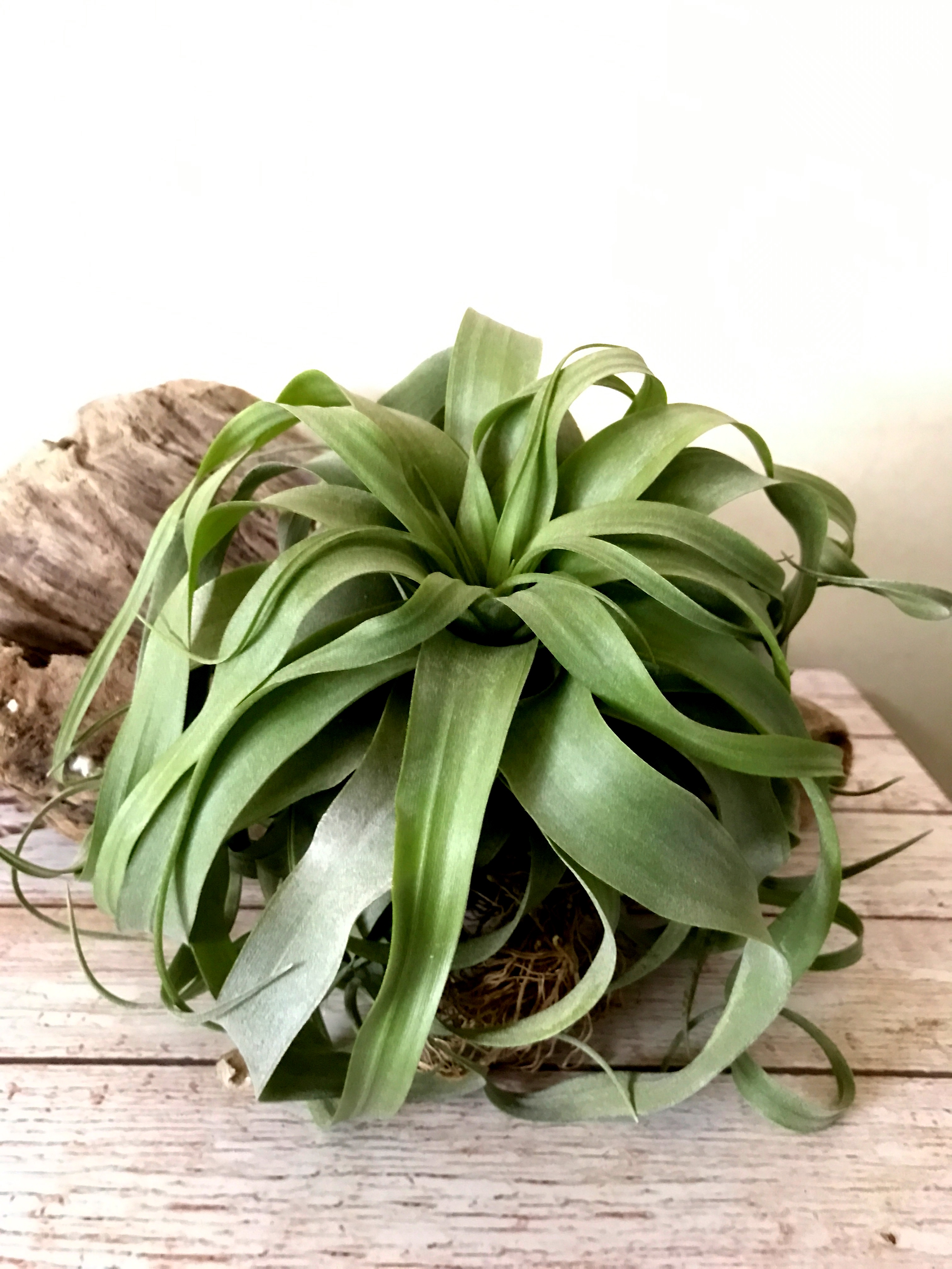 チランジア・ストレプトフィラ×キセログラフィカ Tillandsia