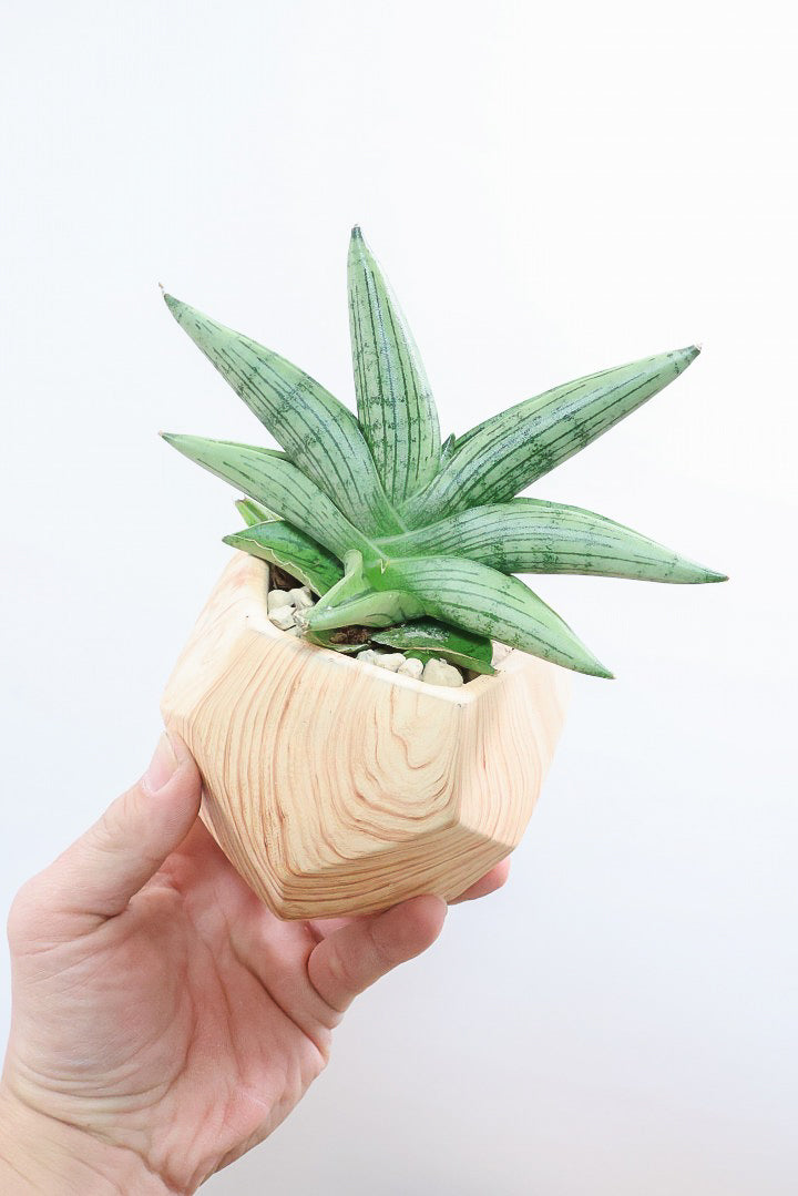 サンスベリア ルーキー WW61404| 観葉植物の通信販売 | APEGO(アペーゴ)