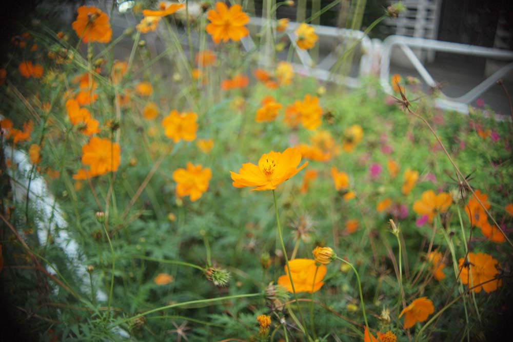 Cine Lens Gallery: Taylor Hobson Cooke Kinetal 17.5mm f1.8 （ Arri