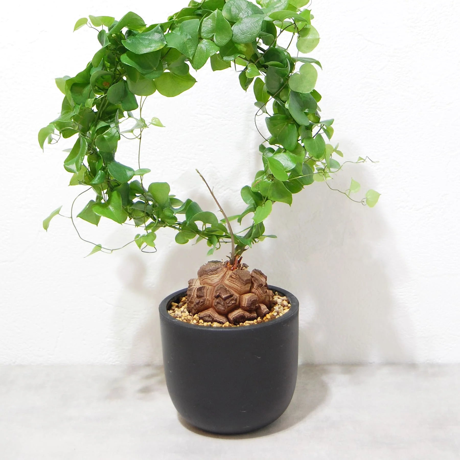 亀甲竜を4点オンラインストアに追加しました！ – linkplants -リンク