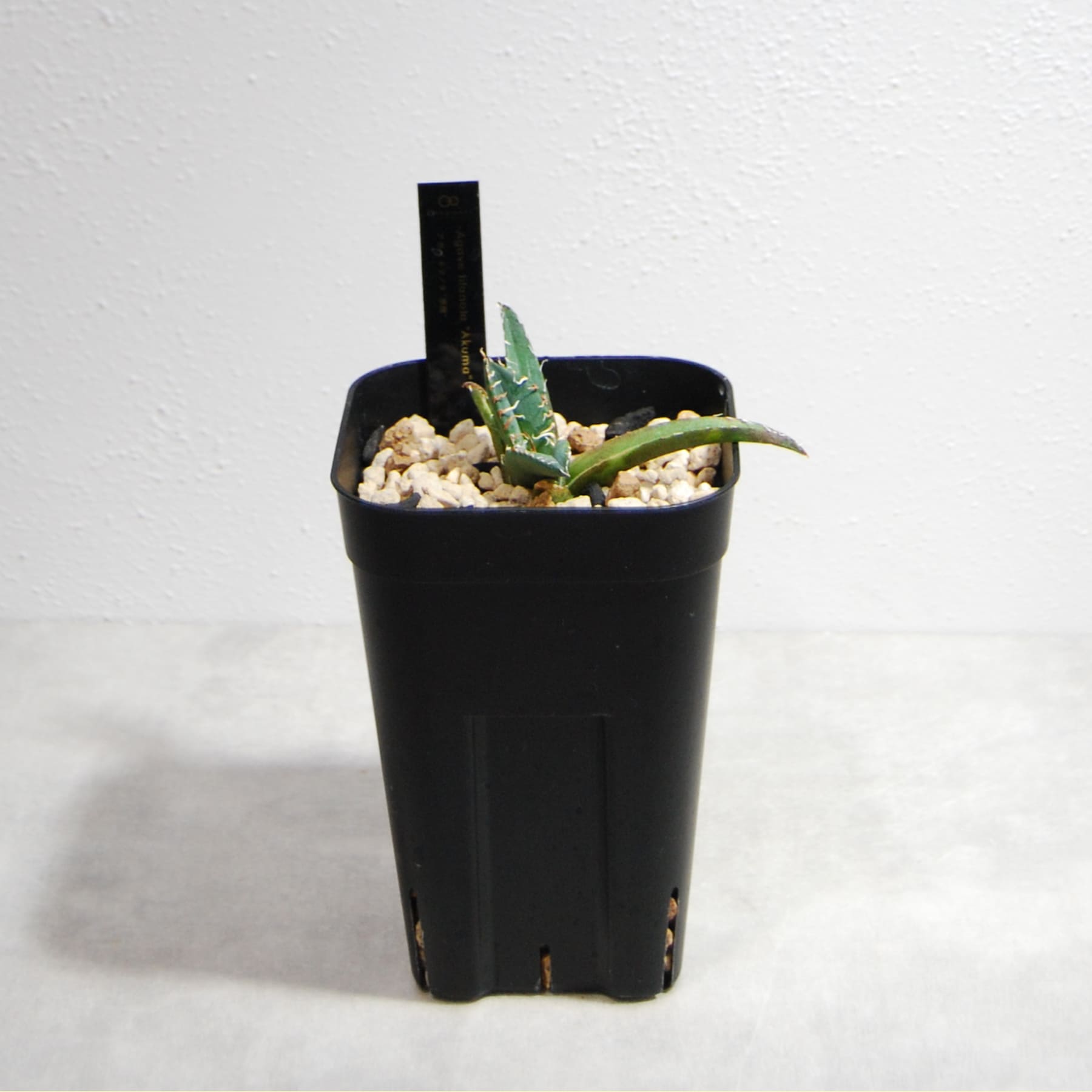 アガベ チタノタ 悪魔（スーパーチタノタ）061 – linkplants -リンク