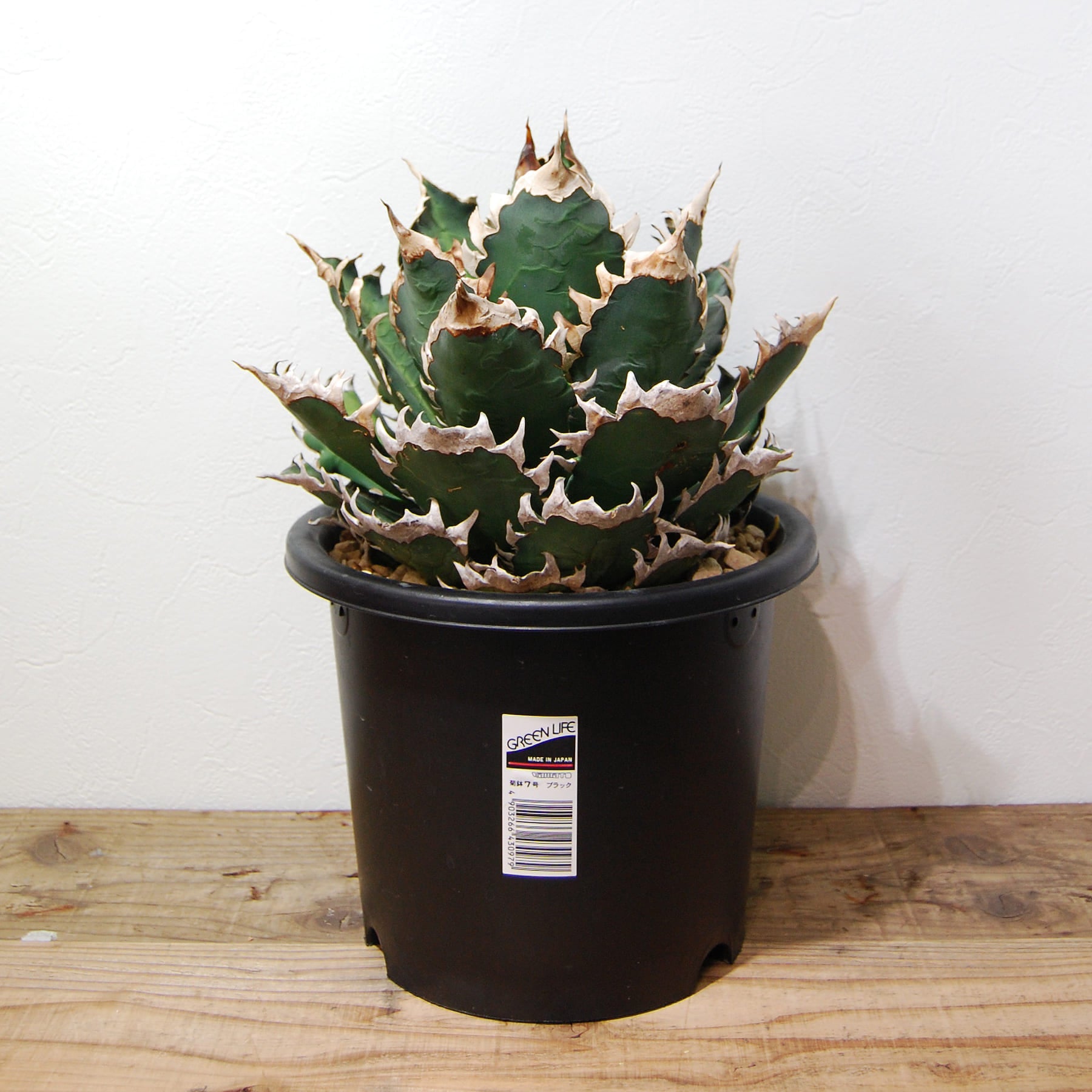 アガベ チタノタ レッド キャットウィーズル（赤猫）033 – linkplants