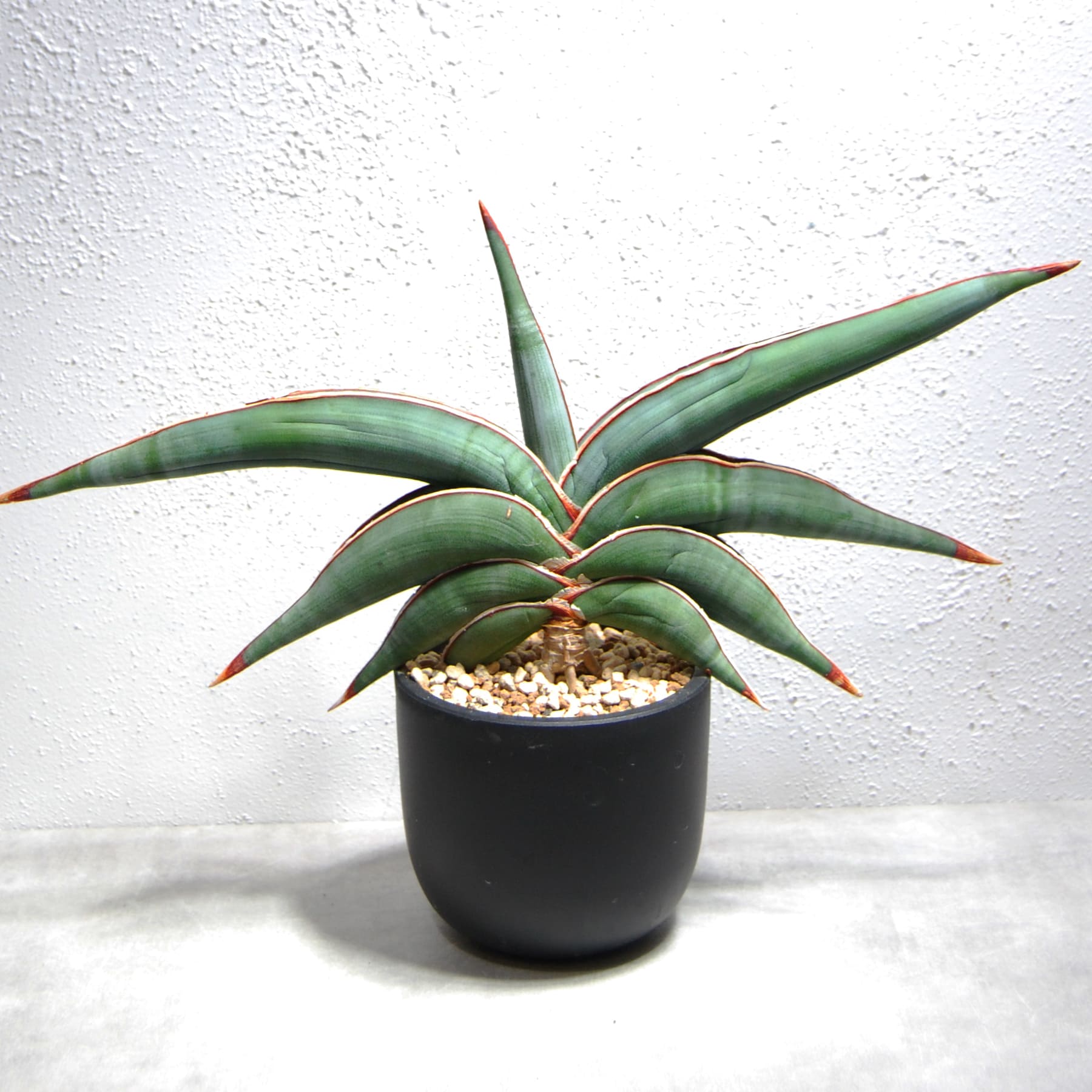 サンスベリア ロリダ 011 – linkplants -リンクプランツ-