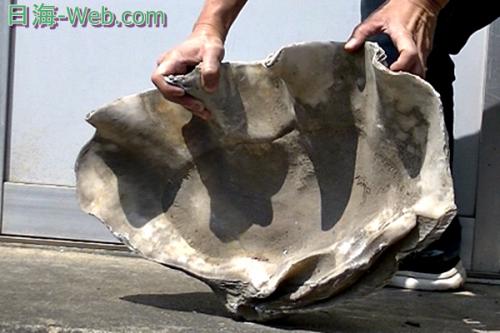 シャコガイの魅力 | 雑学 | 海水魚のパイオニア 日海センター （日海