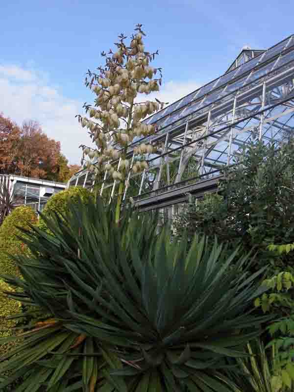 アツバキミガヨラン(ユッカ・グロリオサ) -Yucca gloriosa-