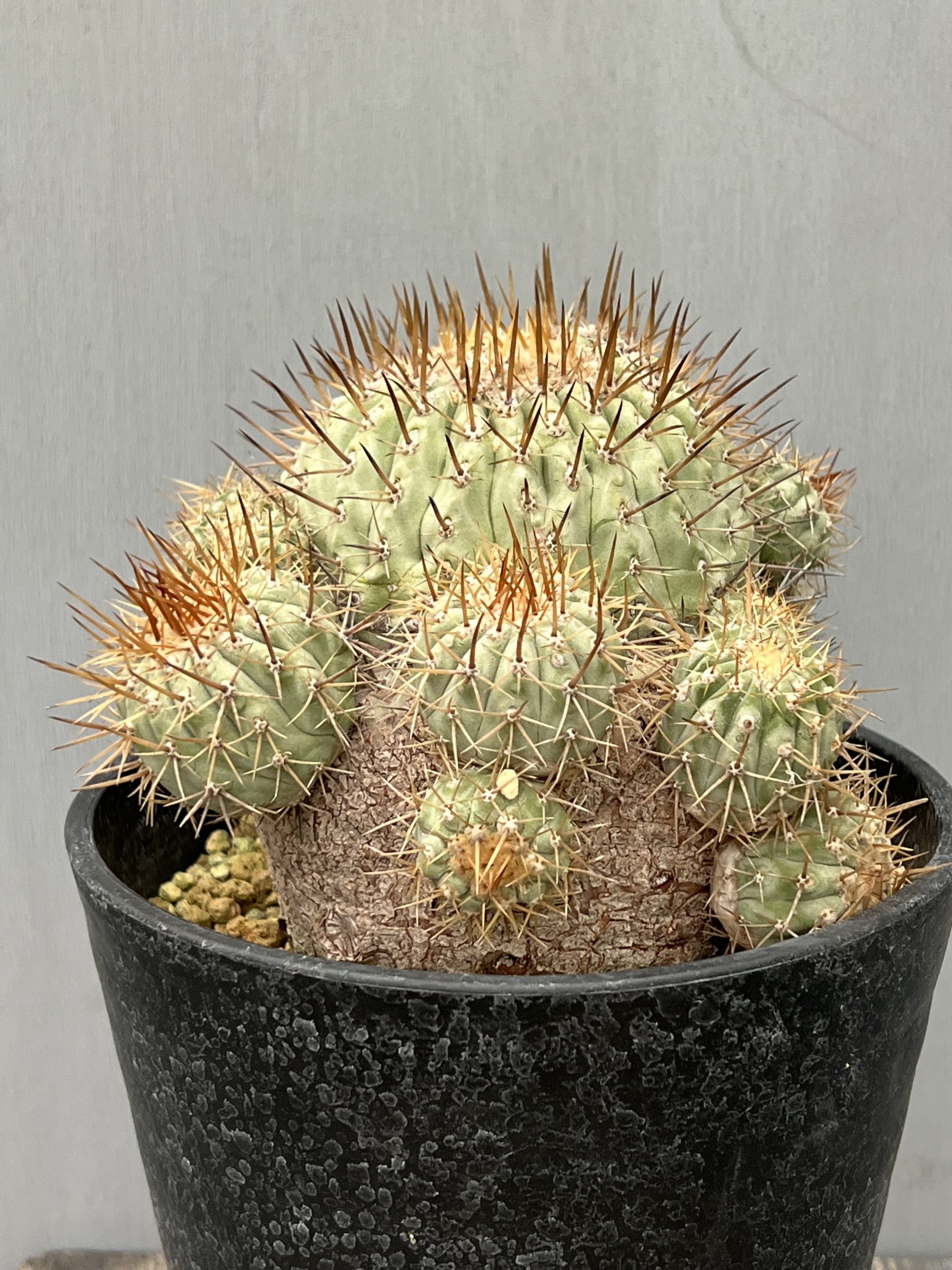 花伝多肉祭り速報 Vol.2 サボテン・アガベ編 – 【公式】花伝 | 福岡県