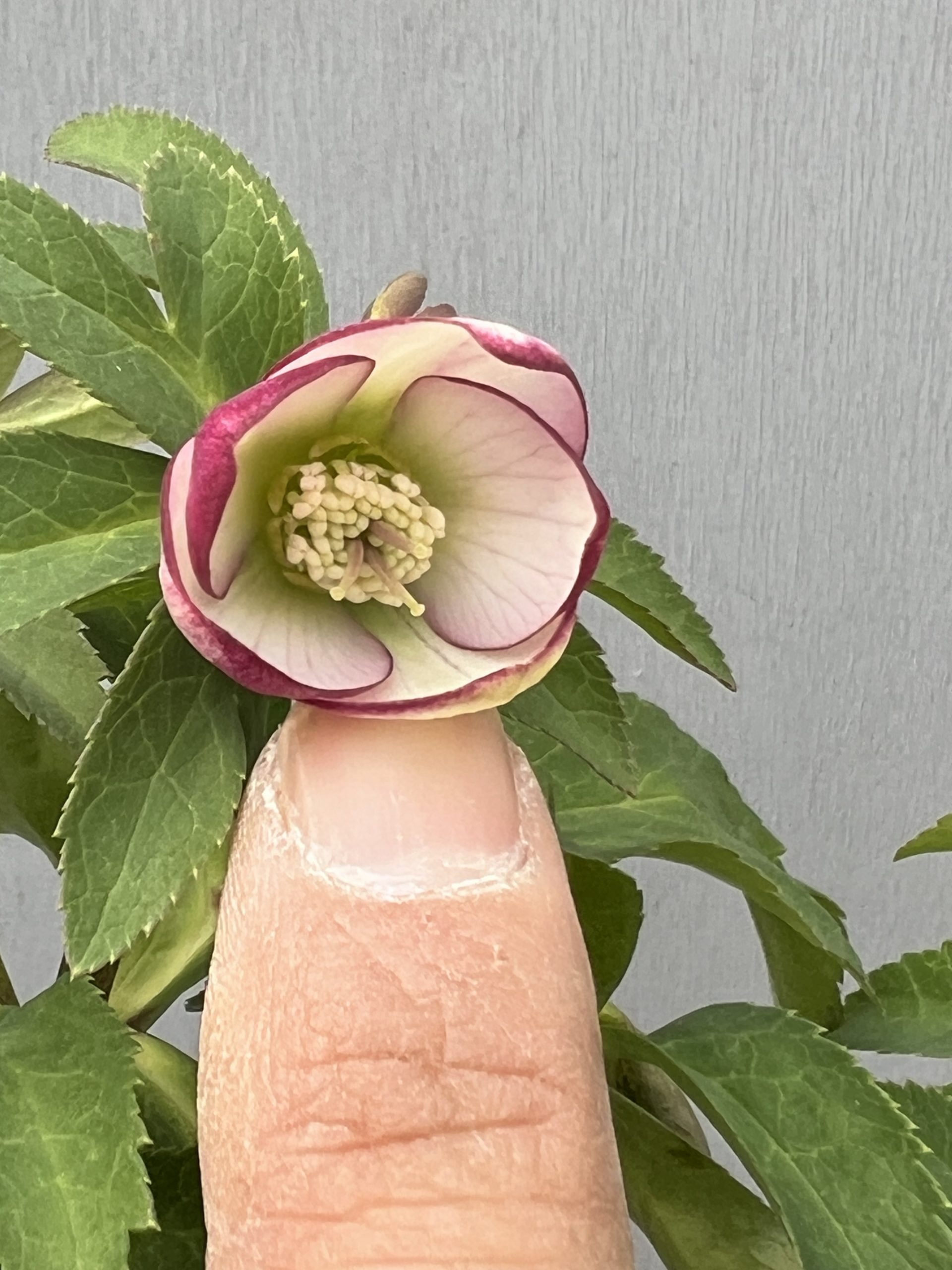 クリスマスローズにワークショップ情報満載！！ – 【公式】花伝 | 福岡