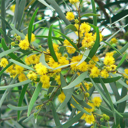 Acacia Confusa & Formosa Acacia Seeds - heyouseeds – HeYou Seeds