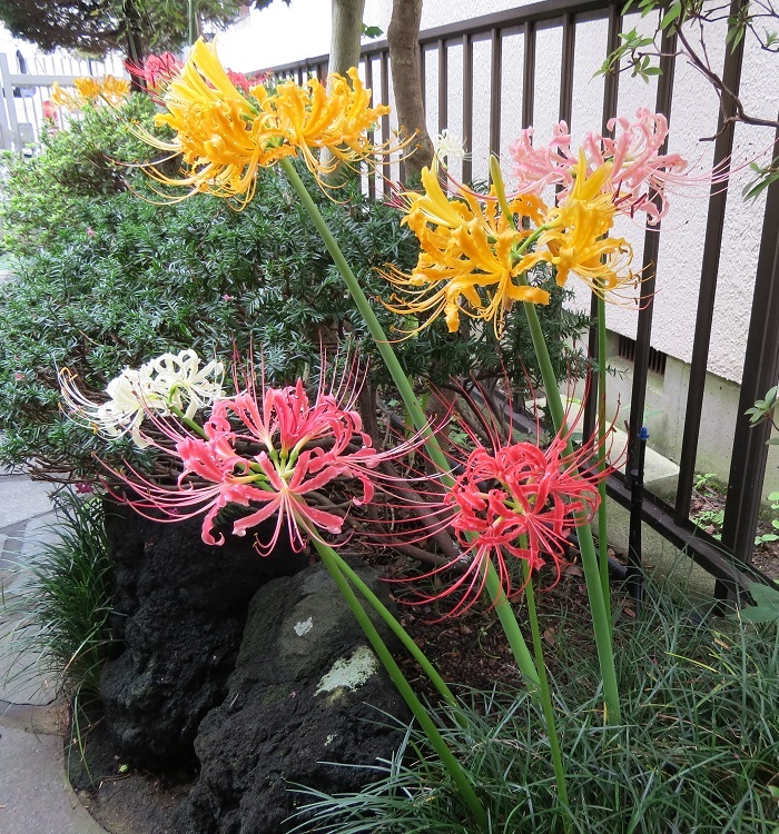 彼岸花いろいろ