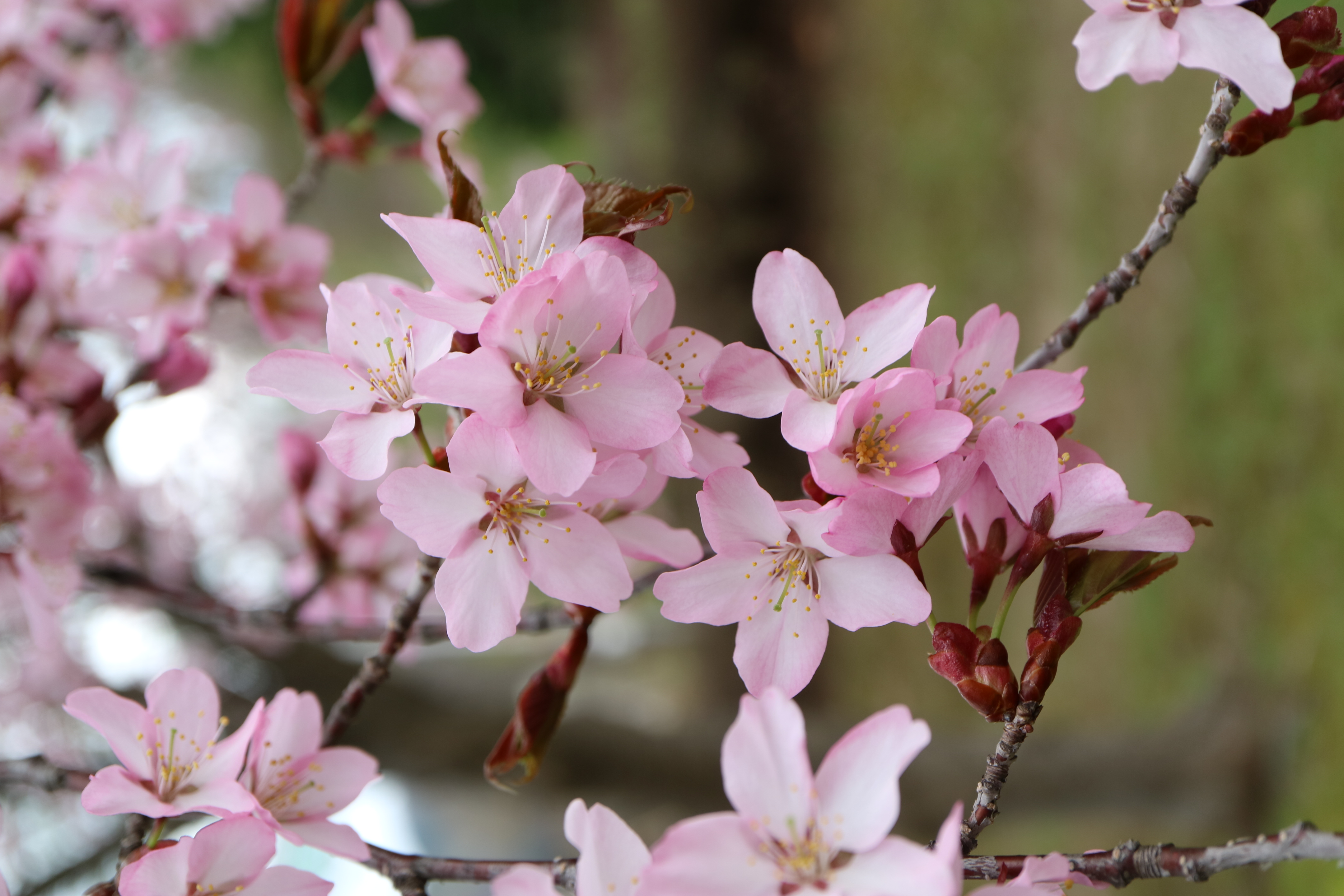 第1回 花色の濃い桜 オオヤマザクラ - 図鑑.jp