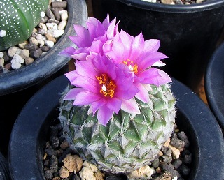 ペレキフォラ・銀牡丹が開花 | ☆ガマンマの ニク・サボ栽培☆ - 楽天