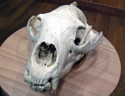 ツキノワグマ頭骨: 磐梯山の力