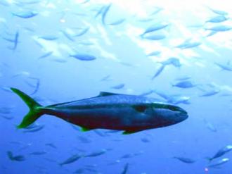 大阪のステラフィッシングが、厳選した大物釣具を全国へお届けいたし