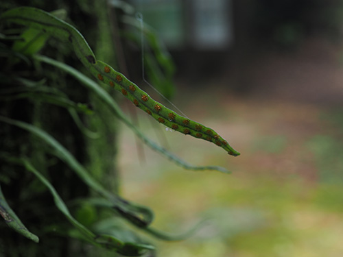 山野草 シダ ウロコノキシノブ 胞子培養 園芸ネット本店｜シダ