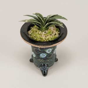 春光園版）万年青360選 〜 羅紗 *せ〜わ* 〜 - 春光園 【公式