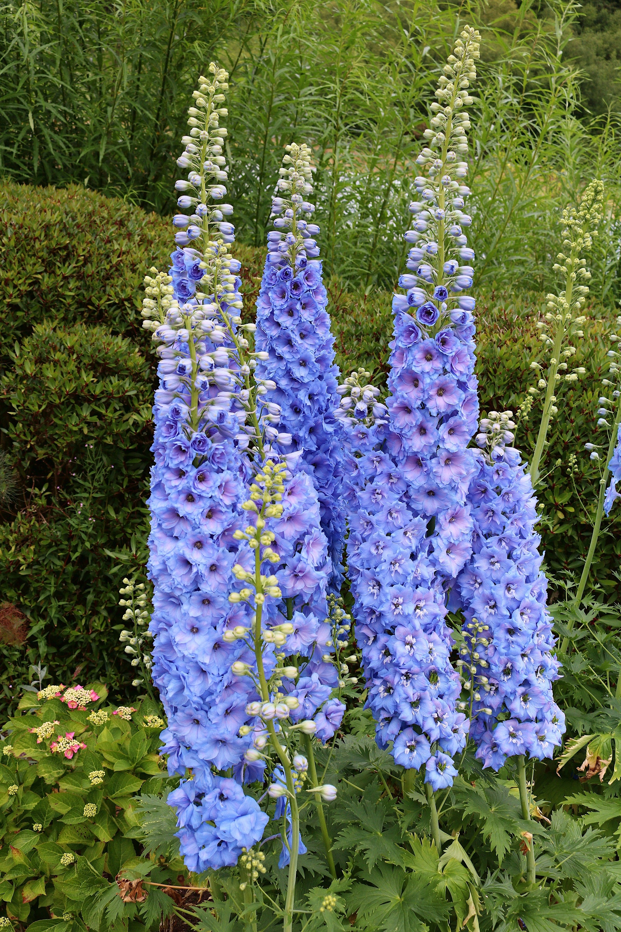 350 Blue with Pink ROCKET LARKSPUR DELPHINIUM Consolida Ajacis