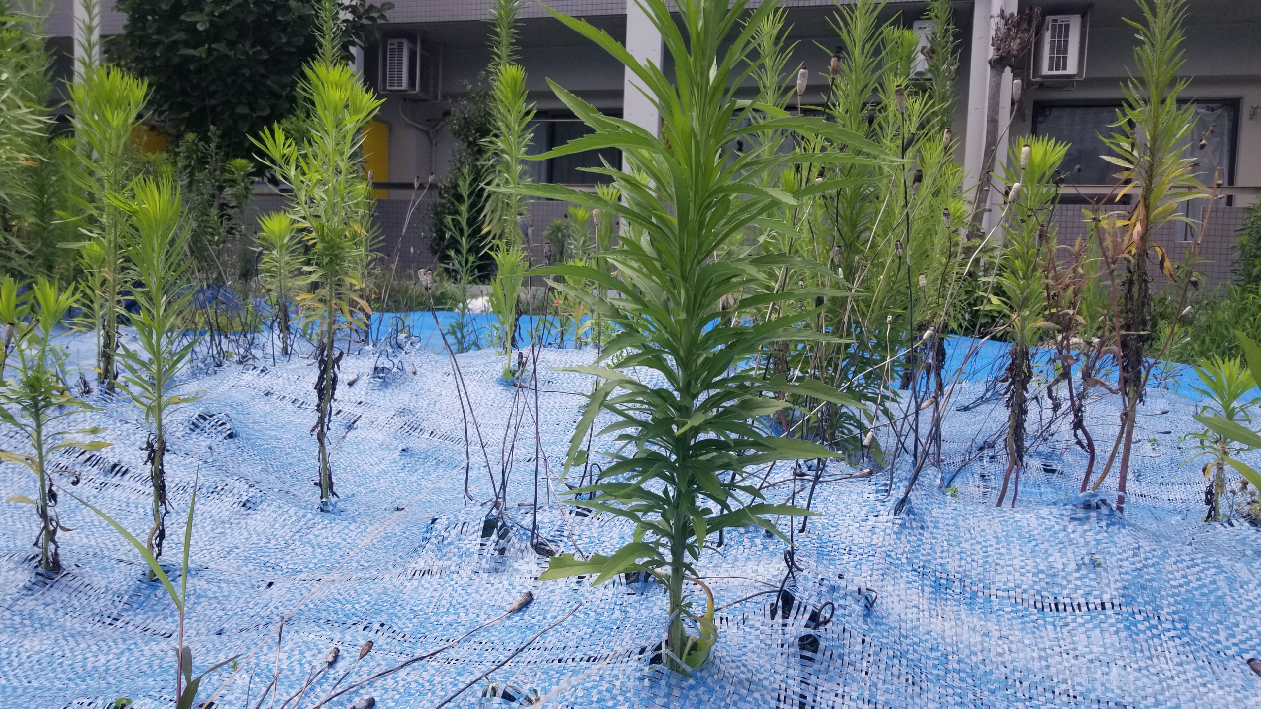 雑草の本気。｜現場レポート｜新建ブログ｜新建エクスプランニング