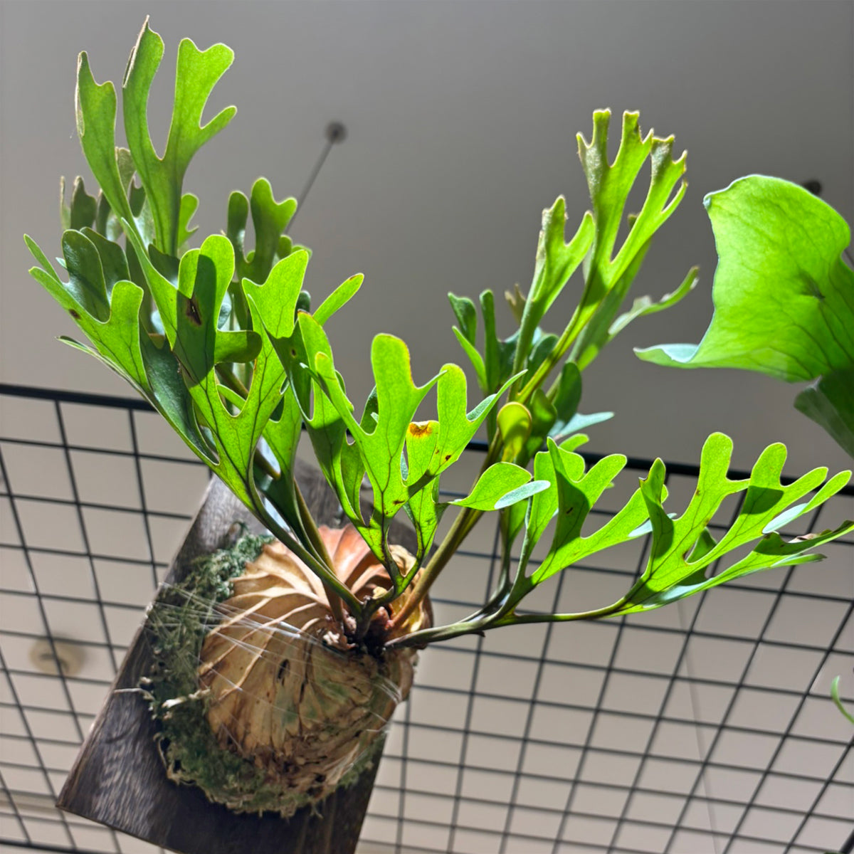 コウモリラン】小型｜ビカクシダ・リドレイ 板付け｜観葉植物 – hanna