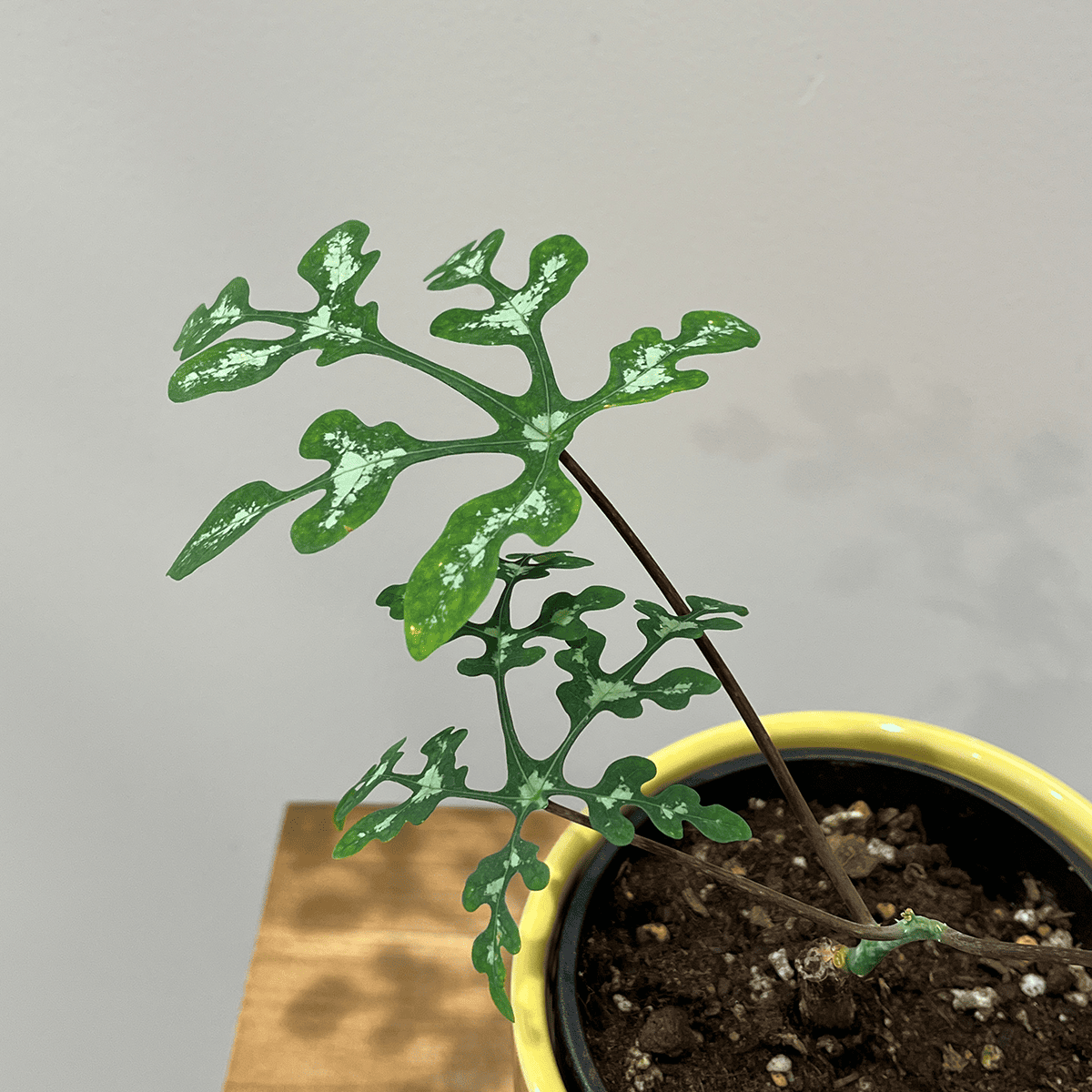 アデニア ペリエリ｜観葉植物の通販サイト – hanna