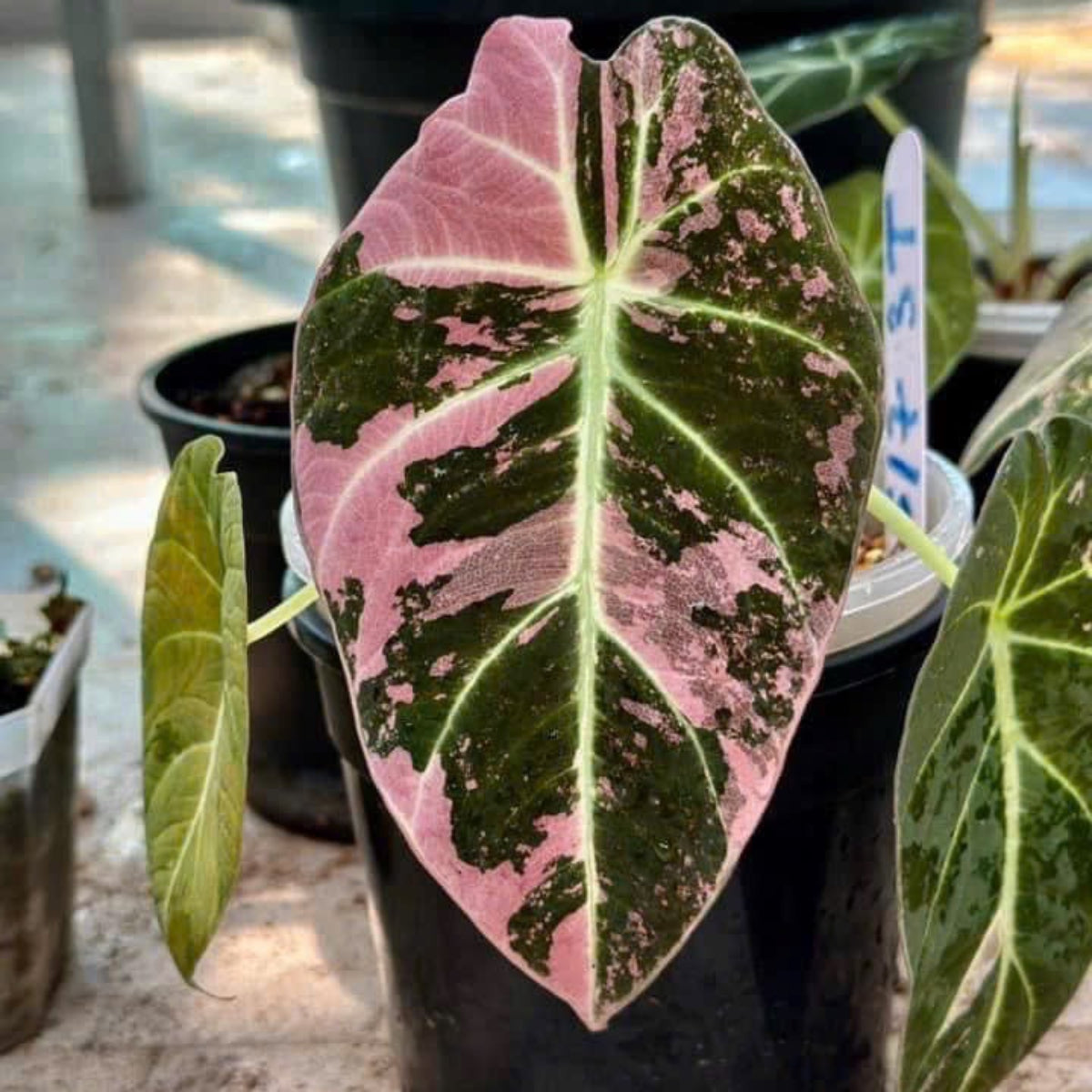 セール】アロカシア・レギヌラ 'ブラックベルベット' ピンク斑入り 3号