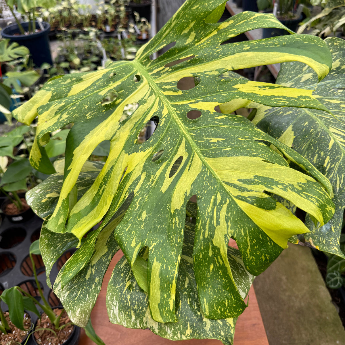 希少】モンステラ デリシオーサ 'エレクトロライト' – RARE PLANTS