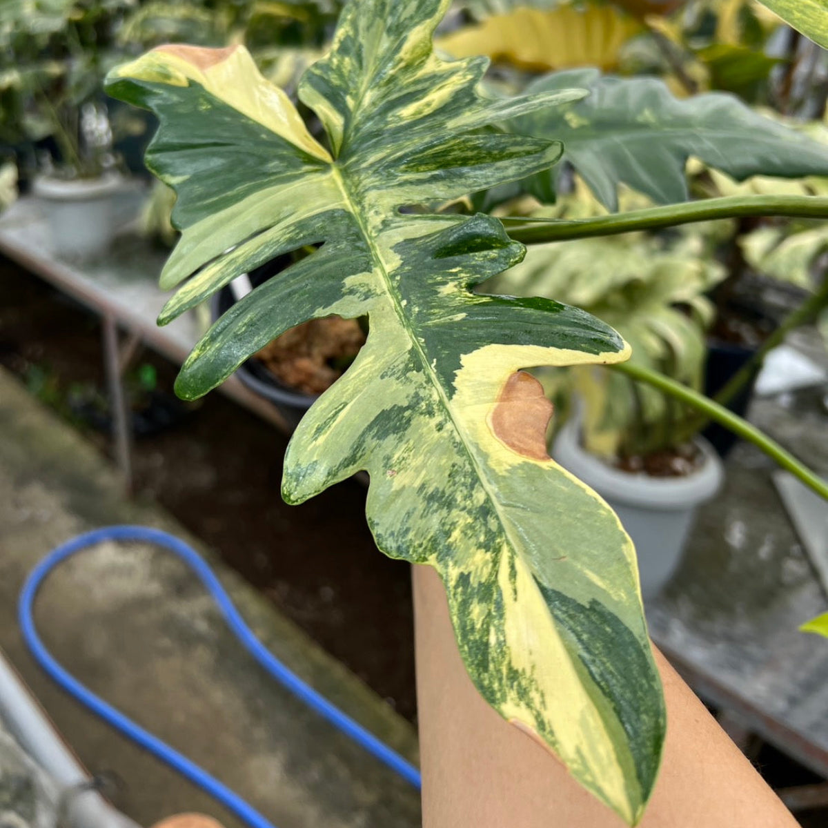 希少/コレクション】新種 フィロデンドロン 'キティナ'（フロリダ