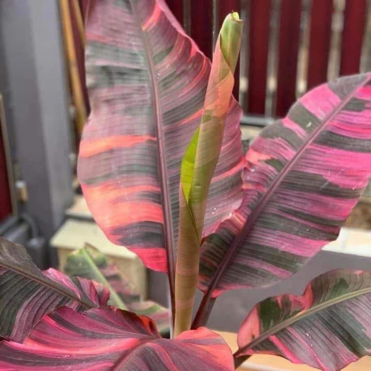 選択可能】ムサ 'ノノ ピンク斑入り'（バナナ） – RARE PLANTS JAPAN