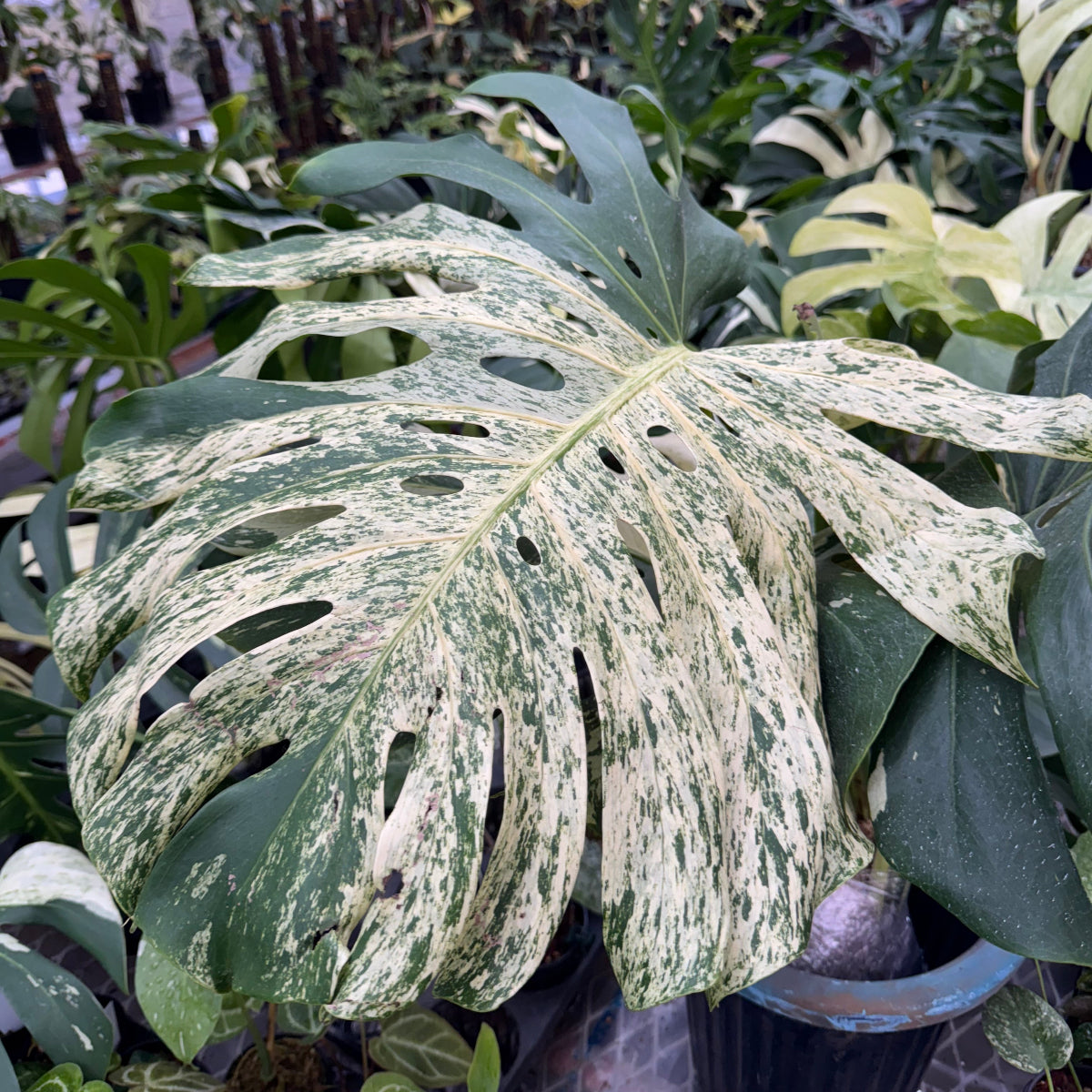 限定2株/シロウト園芸選抜】モンステラ デリシオーサ 'ミント 斑入り'2