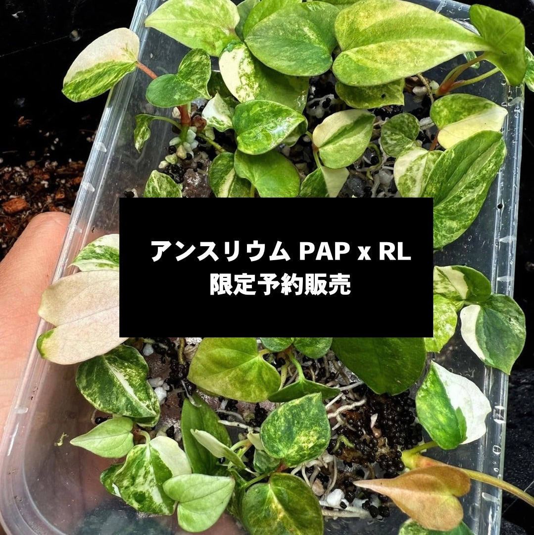 完売】【予約限定販売】アンスリウム PAP x RL 斑入り保証小苗 5月発送