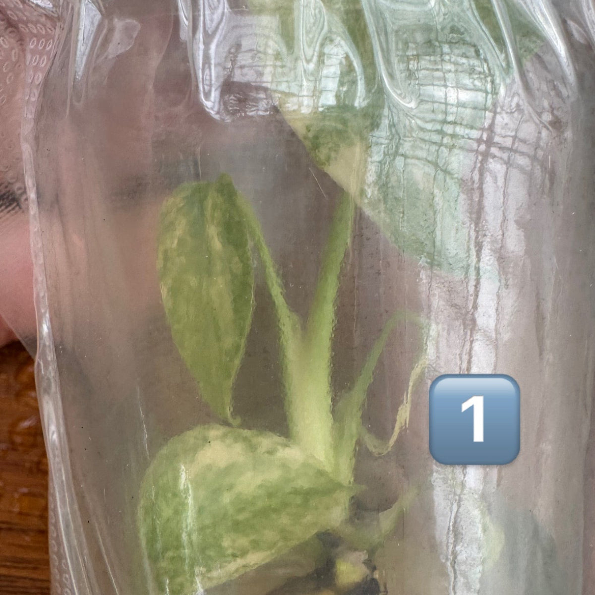 第2弾【限定】モンステラ デリシオーサ 'タイコンステレーション