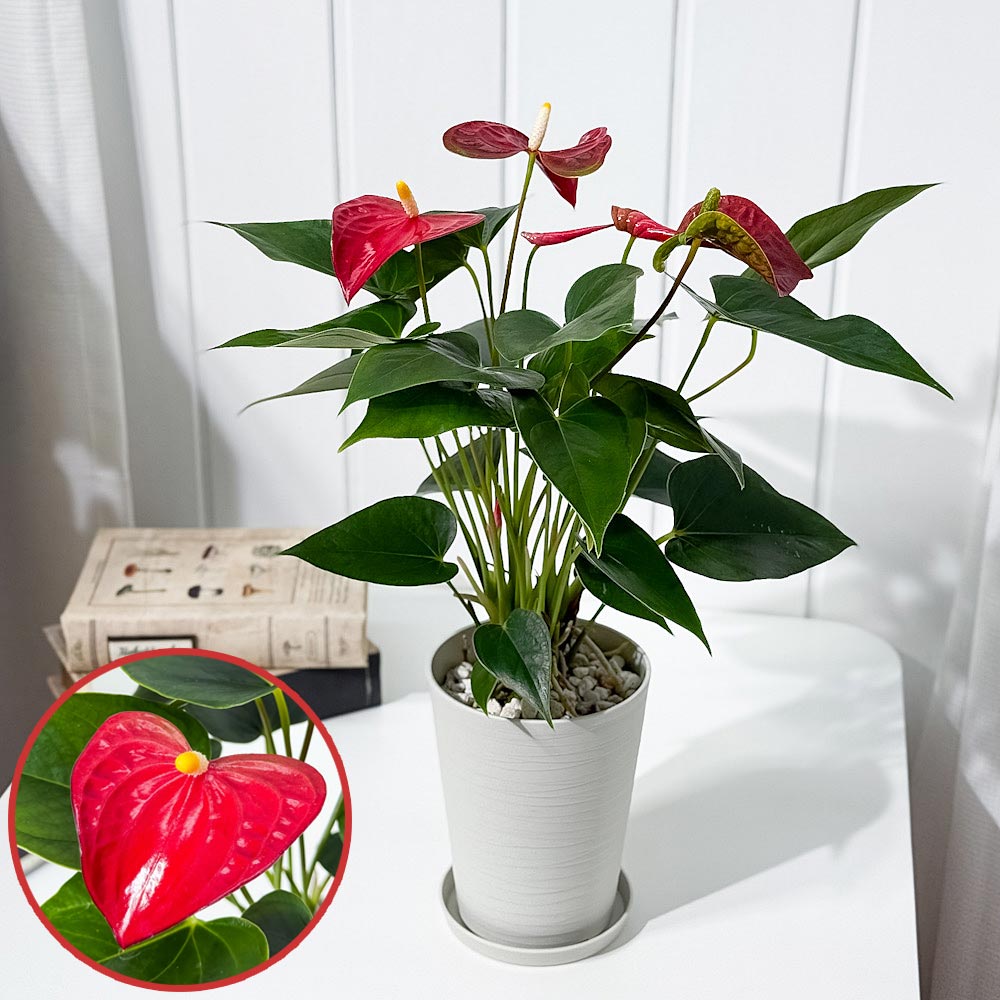 PLANCHU 観葉植物 アンスリウム バンビーノレッド 4号鉢 受け皿付き