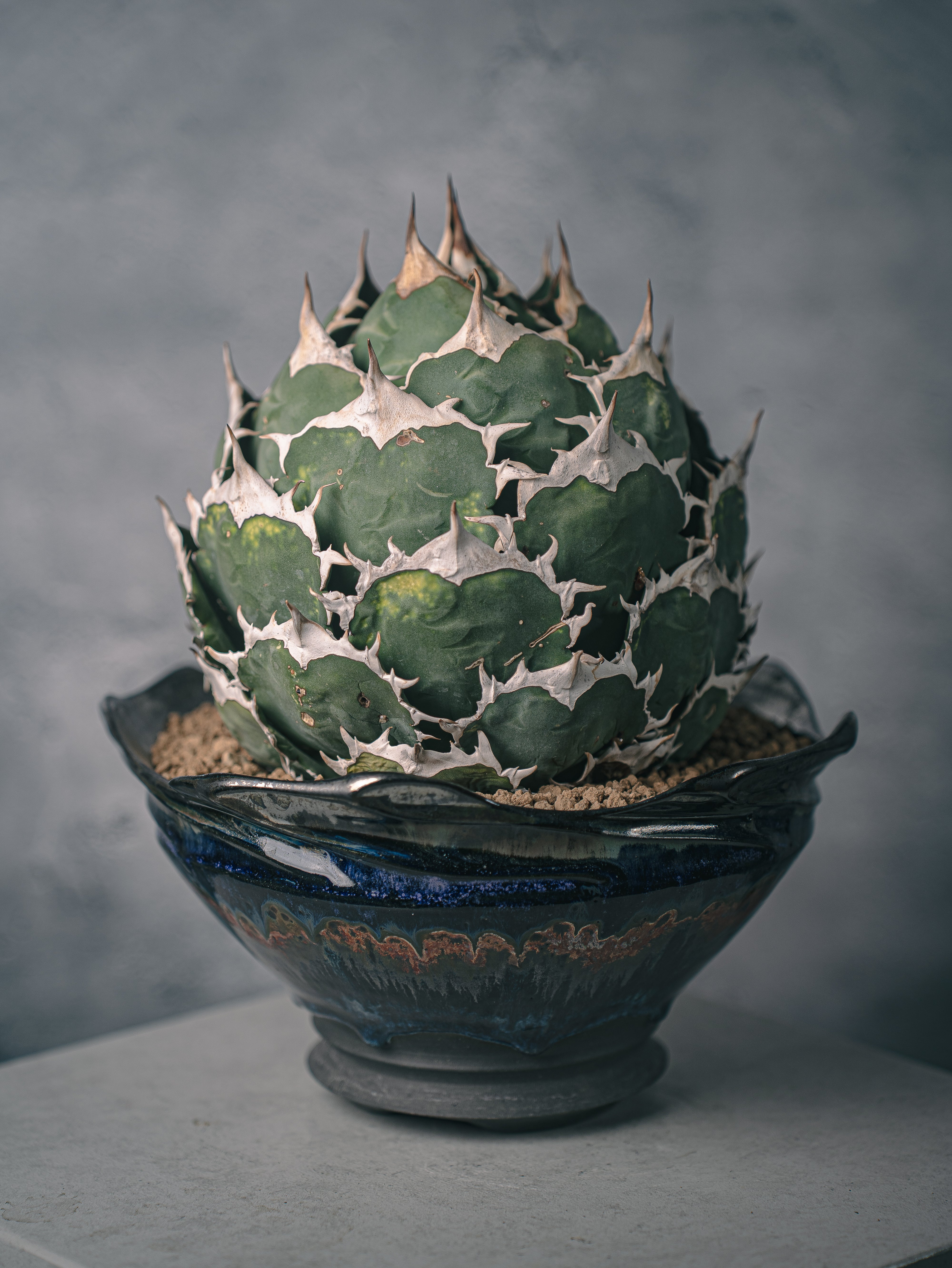 アガベ チタノタ ノーネーム 闇炎植栽 – Sigma Plants